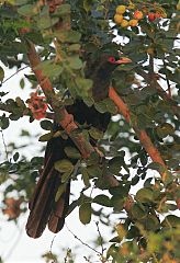 Asian Koel